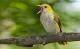 Vogel des Jahres in der Schweiz: Zugvogel Pirol