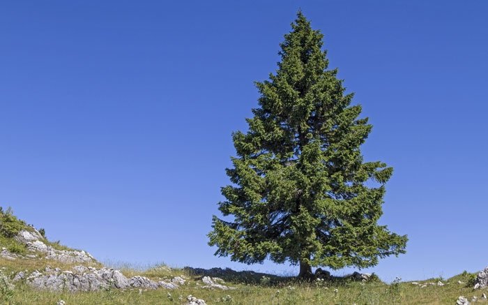 Bäume in der Schweiz: Fichte
