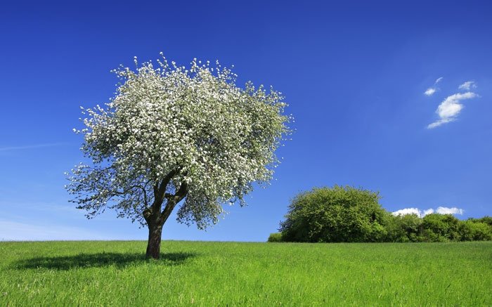 Bäume in der Schweiz: Kirschbaum
