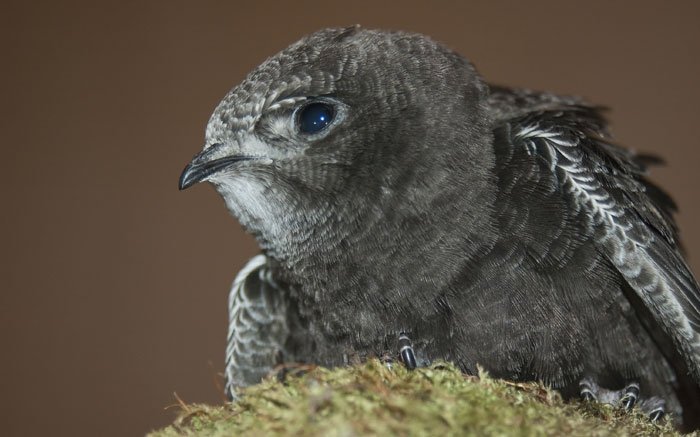Vogelarten in der Schweiz: Mauersegler