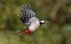 Vogelarten in der Schweiz: Buntspecht