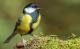 Vogelarten in der Schweiz: Kohlmeise