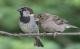 Vogelarten in der Schweiz: Spatz