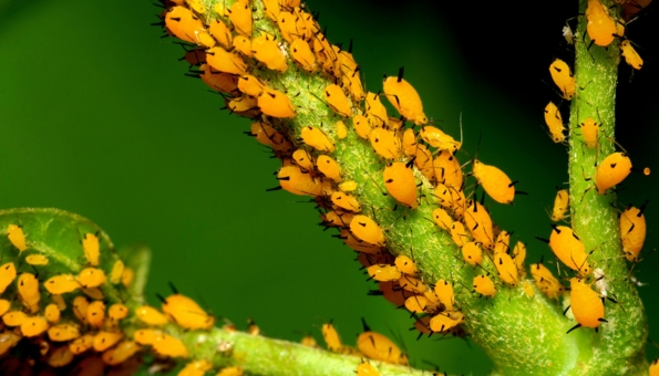 Blattläuse auf einer Pflanze