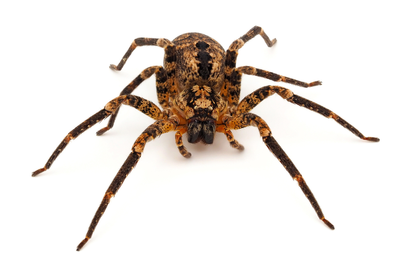 Spinne mit dicken Beinen und noch dickerem Körper