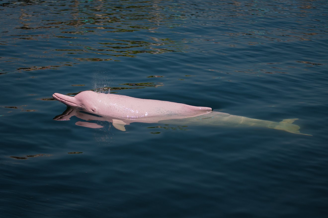 ein rosafarbener Delfin mit Buckel auf der Stirn