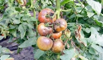 Krautfäule an Tomaten und Kartoffeln: Hartnäckig, aber besiegbar