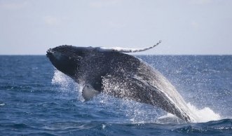 Jagd auf sanfte Riesen: Wie der Walfang die Artenvielfalt bedroht