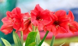 Die richtige Pflege für das Blütenwunder Amaryllis