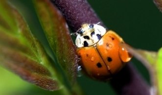 Asiatischer Marienkäfer: Bedrohung oder Beitrag zur Artenvielfalt?