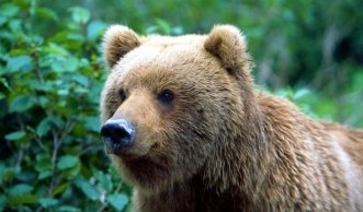 Seltene Gäste in der Schweiz: Welche Bedrohung sind Bären?