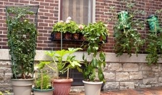 Balkonpflanzen überwintern sicher im Haus