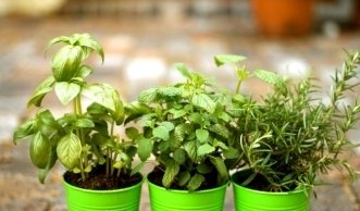 Bio vom Balkon: Tipps und Tricks für Kräuter und Gemüse