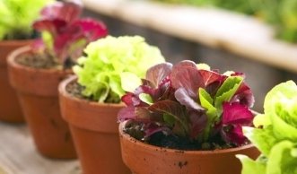 Mein Biogarten auf Balkonien: Wie Gemüse und Obst prächtig gedeihen