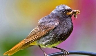 Einheimische Vogelarten in der Schweiz und ihre Lebensräume