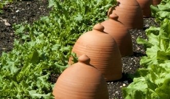 Dank Treibglocke und Mini-Gewächshaus im Garten früher Gemüse ernten
