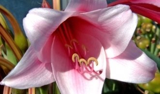 Die Hakenlilie vortreiben bringt eine frühe Blüte im Garten