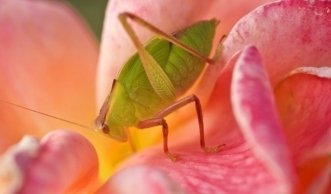 Hausmittel gegen Blattläuse: Natürliche Hilfe bei Schädlingsbefall