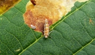 Kastanienminier-Motte: Wie Sie Ihren Kastanienbäumen helfen können