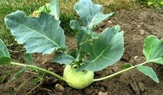 Kohlrabi pflanzen: Leckeres Gemüse für Anfänger