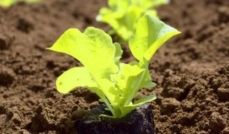 Kopfsalat pflanzen: Richtig säen im Garten oder im Topf