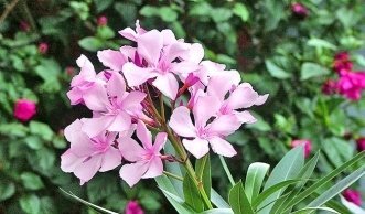Oleander richtig schneiden für schöne Pflanzen und üppige Blüten