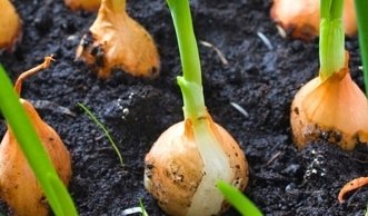 Steckzwiebeln im Garten setzen bringt eine schnelle Ernte