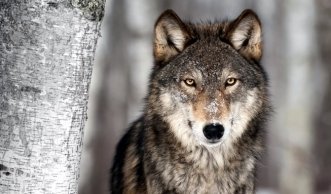 Der Wolf zurück in der Schweiz: Geschenk oder Gefahr?