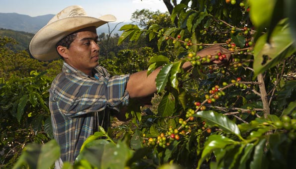 Fairtrade_Kaffeeplantage 