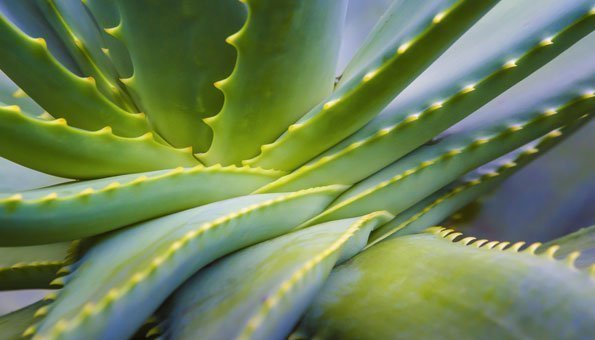 Die Aloe-Pflanze mag Wärme und Sonne