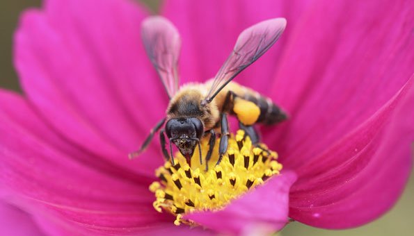 Über 57 Pestizide sind für das Bienensterben verantwortlich