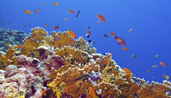 Die Korallenriffe werden durch den Wandel des Klimas bedroht.