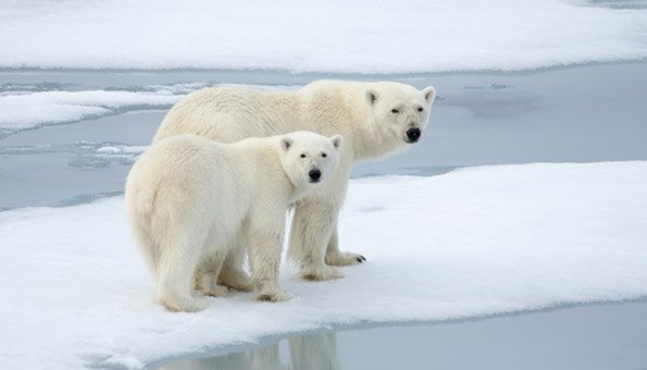 Durch das Schmelzen der Eisberge wird der Lebensraum der Eisbären bedroht.