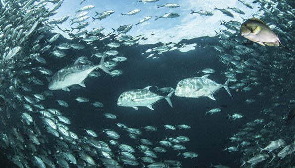 Die Meere werden immer mehr ausgebeutet, wodurch es viele Fischarten bald nicht mehr geben wird.
