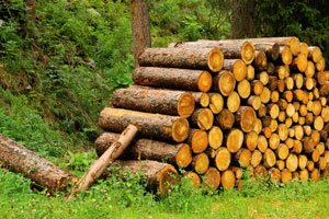 Das Holznutzungspotential in der Schweiz wird nicht genutzt.