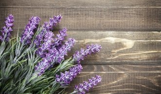 5 Eigenschaften, die Lavendel zum Superkraut machen