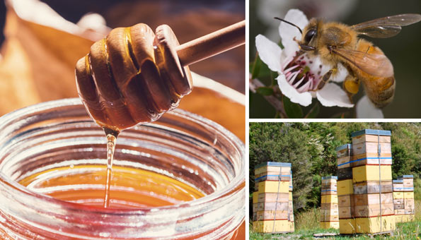Manuka Honig: Wirkung und Anwendung des besonderen Bienenhonigs