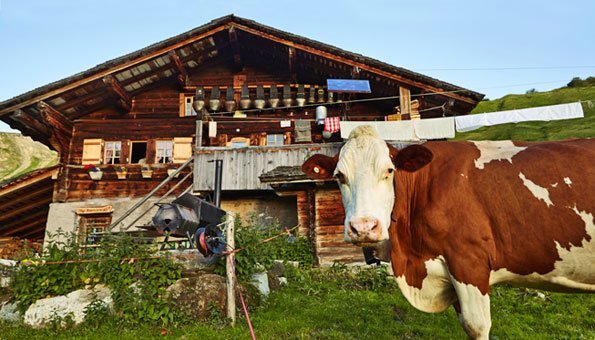Tiere leben auf Bio-Bauernhöfe in Bern glücklich.
