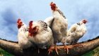 Hühner-Haltung in der Schweiz: Ein Blick hinter die Kulissen