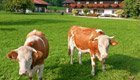 Region Luzern: Bio-Bauernhöfe als Einkaufs- und Ausflugsziel