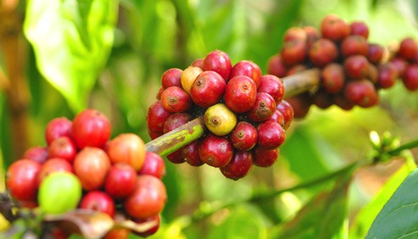 Kaffeebohnen sind ein typisches Fair-trade-produkt.