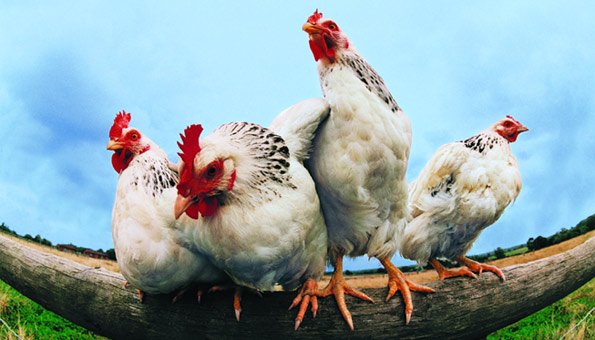 Poulet oder Hühner-Haltung in der Schweiz, Deutschland und Europa