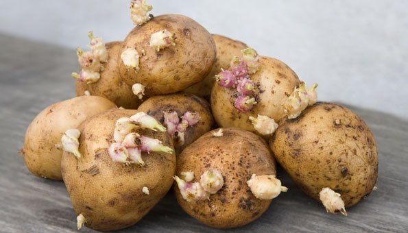 Kartoffeln lagern: So bleiben sie am längsten frisch