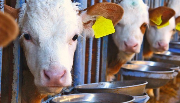 Unsere Kühe sollen klimafreundlicher werden