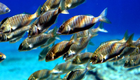 Bio-Label garantieren die Nachhaltigkeit von Fischzuchten.