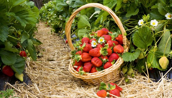 Saisonkalender: Erdbeeren ab Mitte Mai