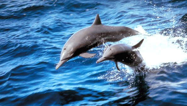 Bei der Überfischung enden Delfine oft als Beifang.