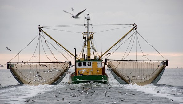 Überfischung entsteht durch den Fischfang mit Netzen.