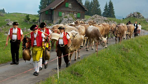 Alpabzug in der Schweiz: Hier erleben Sie die Tradition mit