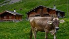 Region Bern: Bio-Bauernhöfe als Einkaufs- und Ausflugsziel
